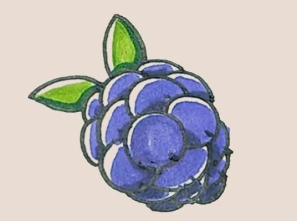 Simple drawing of blackberry