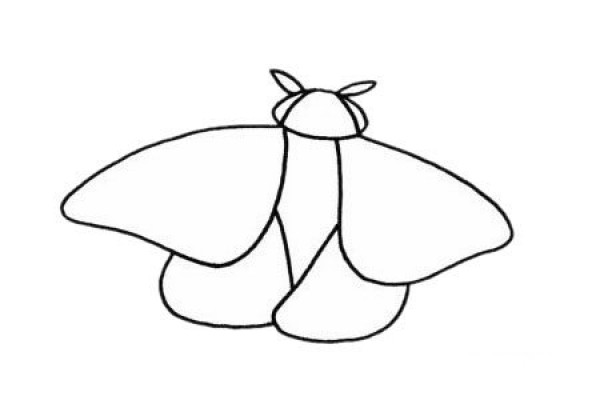 How to draw a moth