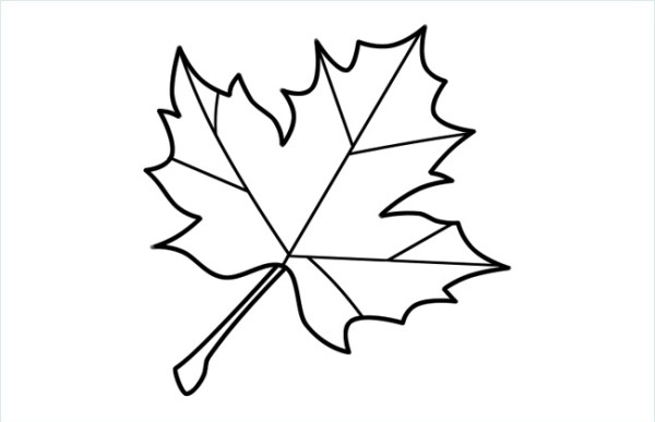 Maple Leaf Simple Drawing Picture Drawing Steps