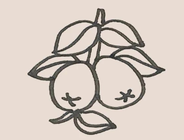 Simple drawing of loquat