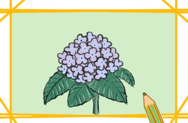 How to draw beautiful hydrangeas