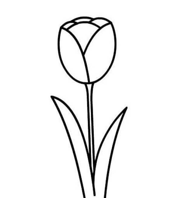 Beautiful simple drawing pictures of tulips