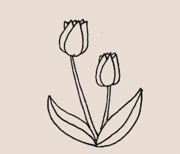 Simple drawing of tulips