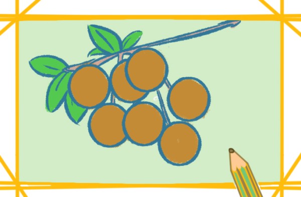 Simple drawing of sweet longan