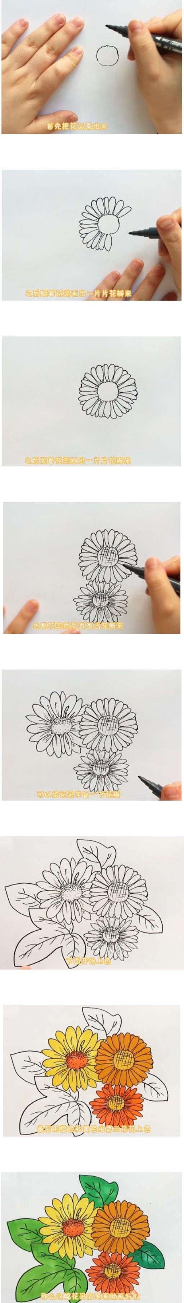 How to draw wild chrysanthemums