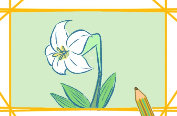 How to draw white lilies