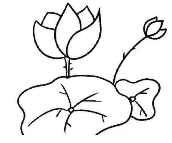 How to draw pond lotus