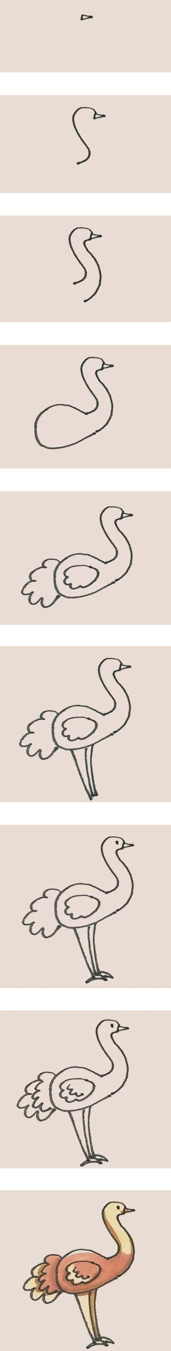 How to draw a colorful ostrich