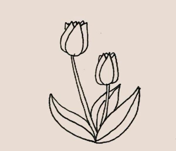 Simple drawing of tulips