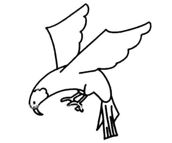 A set of simple drawing pictures of eagles