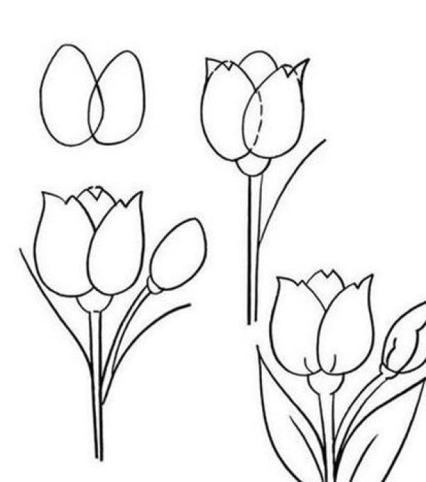 Beautiful simple drawing pictures of tulips