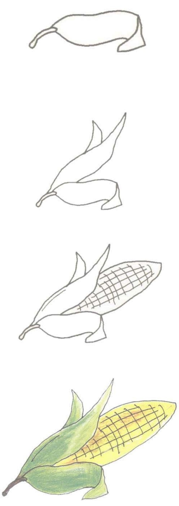 Hand drawn corn cob simple strokes