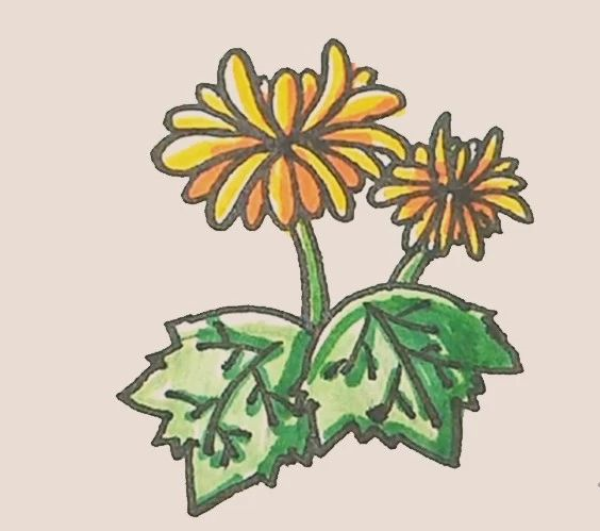 Simple drawing of chrysanthemum