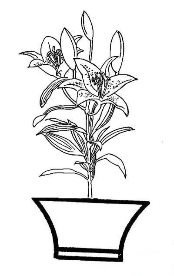 Childrens simple drawing picture of a pot of lilies