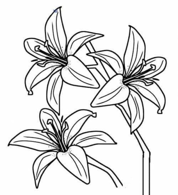 Simple drawing of three lilies