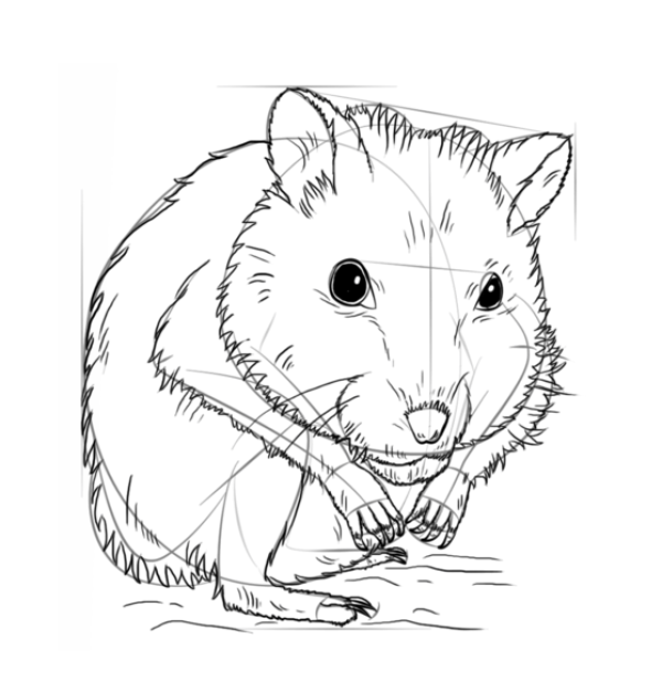 How to draw a hamster in simple strokes