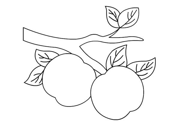 Simple drawing of peach on the branch