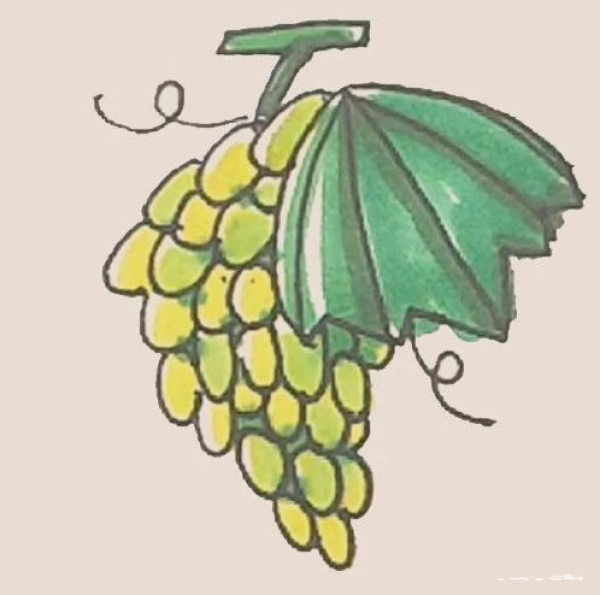 Simple drawing of grapes