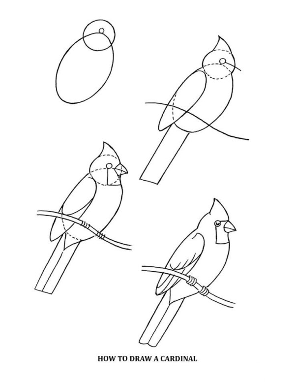 How to draw a bird