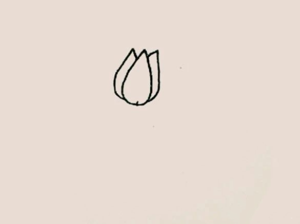 Simple drawing of tulips