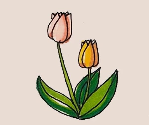 Simple drawing of tulips