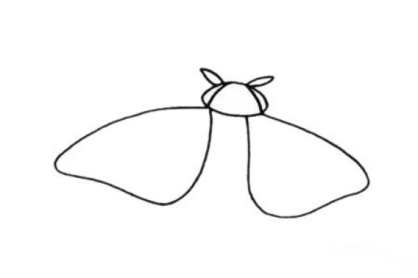 How to draw a moth