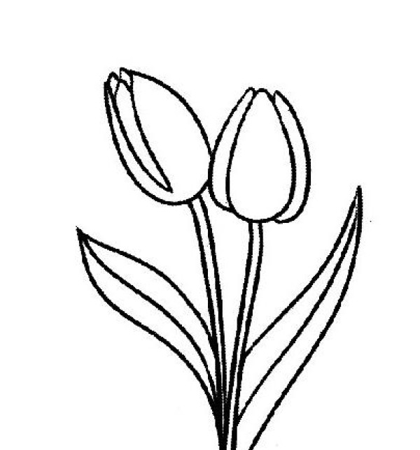 Beautiful simple drawing pictures of tulips