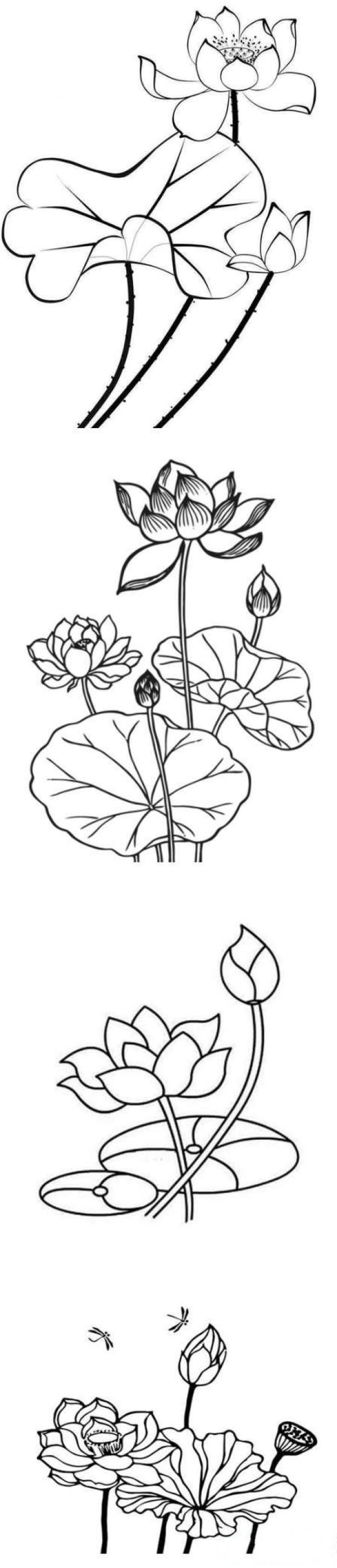 How to draw pond lotus