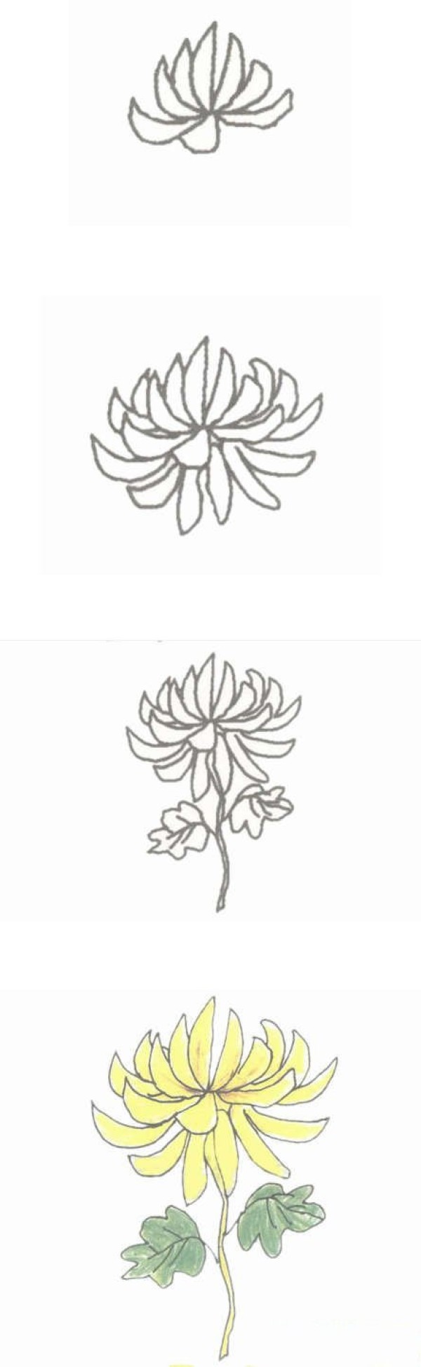 Beautiful simple drawing of chrysanthemum