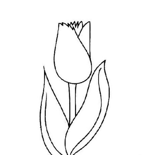 Beautiful simple drawing pictures of tulips