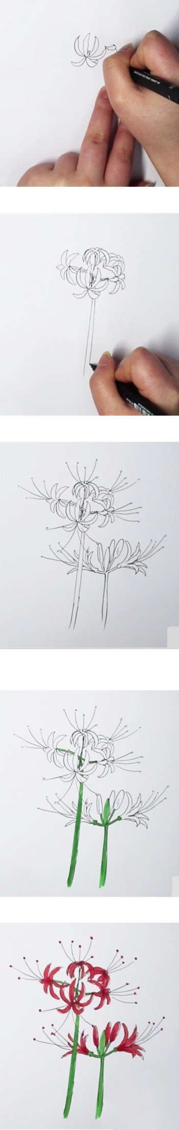 How to draw Hibiscus flower