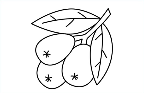 Simple drawing of loquat fruit