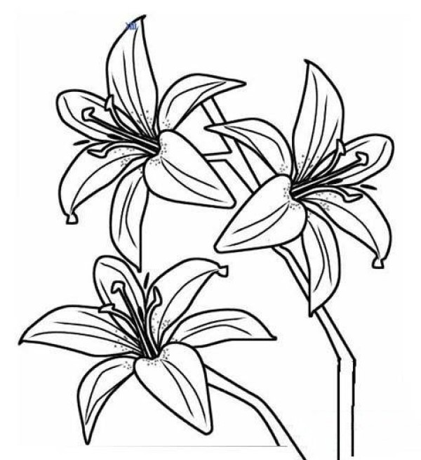 Childrens simple drawings about flowers: lilies