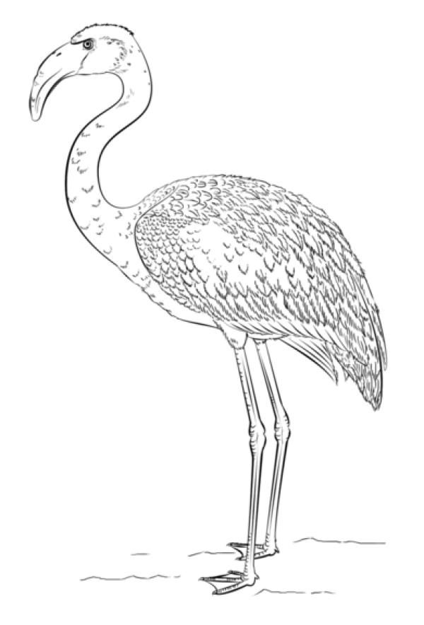 How to Draw a Flamingo