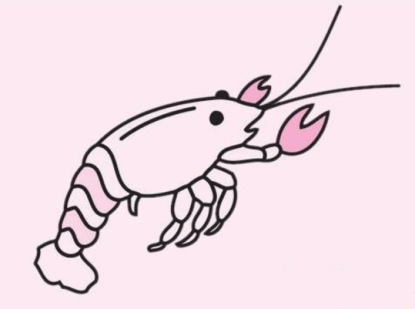 Simple drawing of colored shrimp