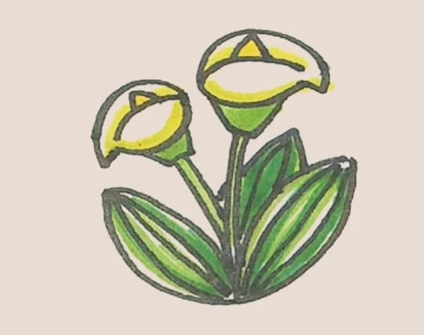 Simple drawing of calla lily