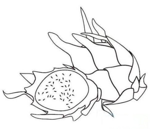 Simple and easy to learn dragon fruit sketch