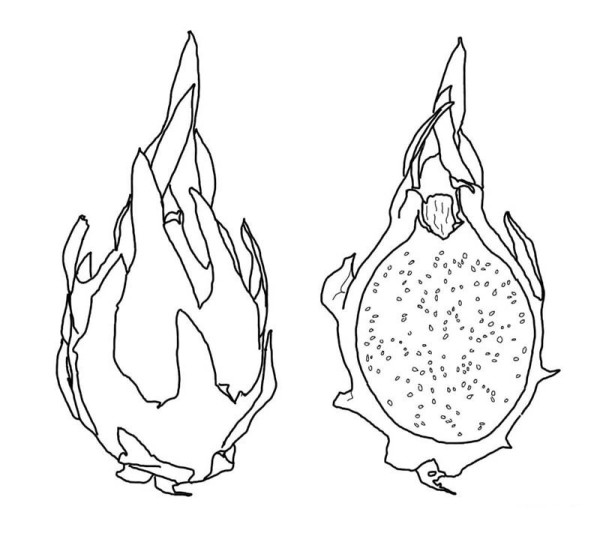 How to draw dragon fruit