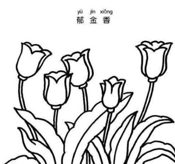 Beautiful simple drawing pictures of tulips