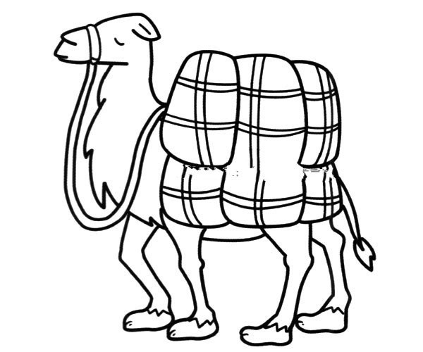 camel cargo camel