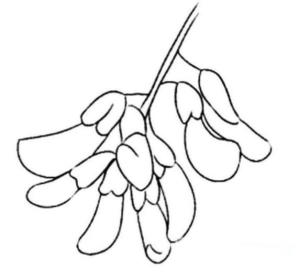 Simple drawing of acacia flower