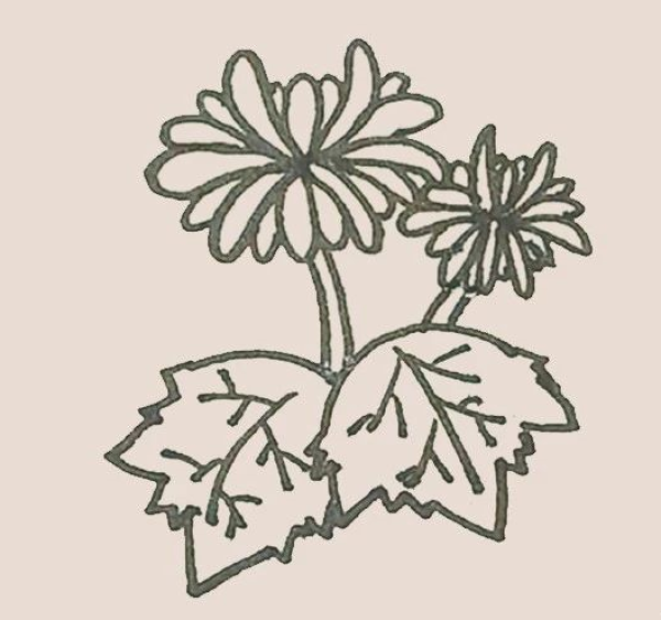 Simple drawing of chrysanthemum