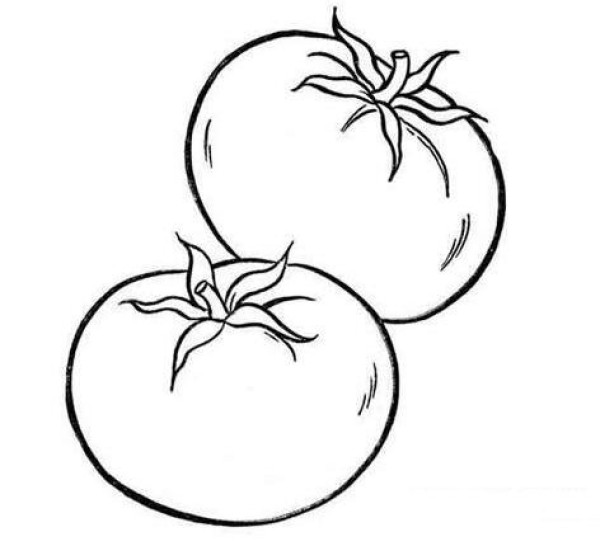 Simple hand drawn tomatoes