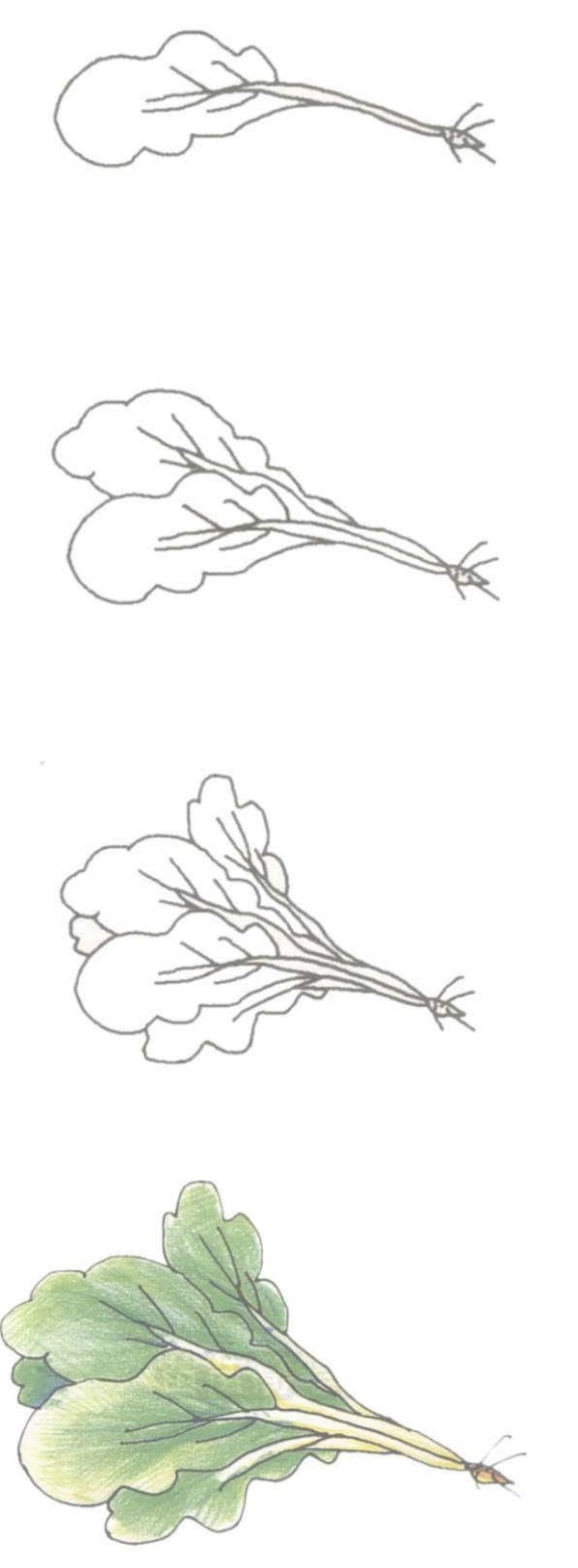 Simple drawing of green vegetables