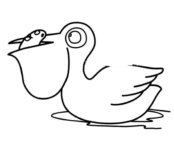 Cartoon Pelican Simple Drawing Picture