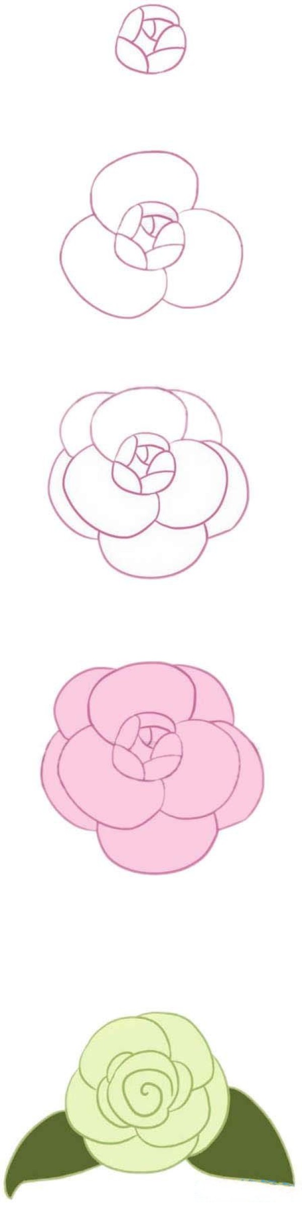 How to draw beautiful camellias