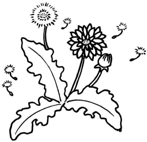 How to draw dandelion grass