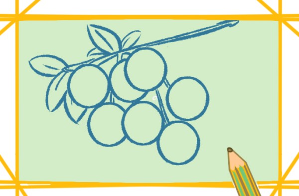 Simple drawing of sweet longan