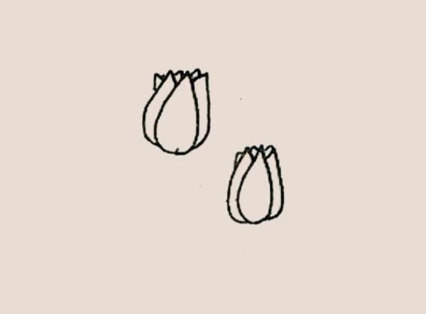 Simple drawing of tulips