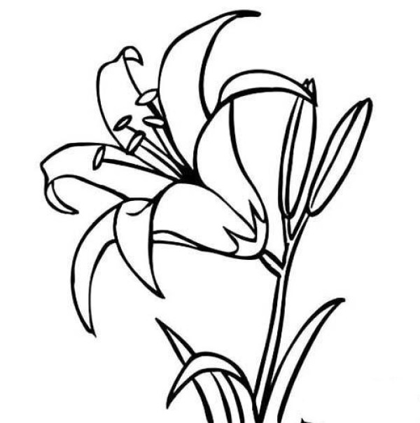 Childrens simple drawing pictures of blooming lilies